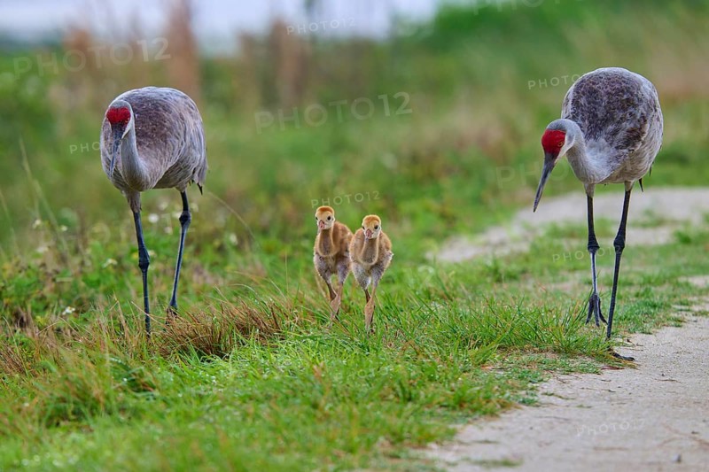 Two cranes and chicks on a path in a natural environment, Canada cranes or Florida cranes (Grus canadensis pratensis), spring, Orlando Wetlands, Christmas, Florida, USA