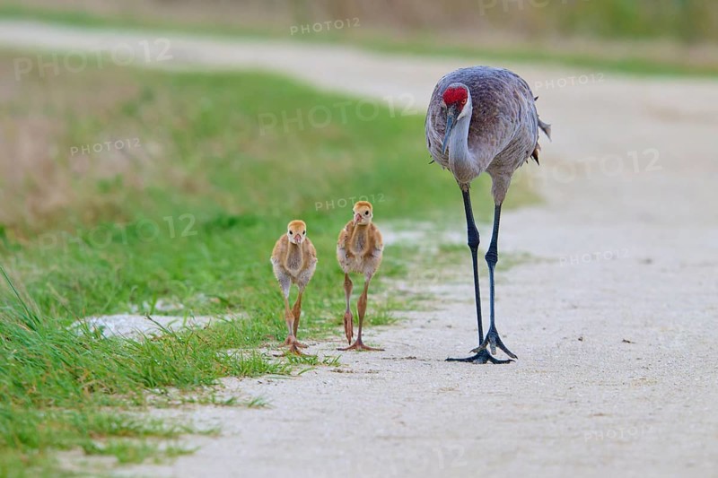 A crane walks along a rural path with two chicks, Canada cranes or Florida cranes (Grus canadensis pratensis), spring, Orlando Wetlands, Christmas, Florida, USA