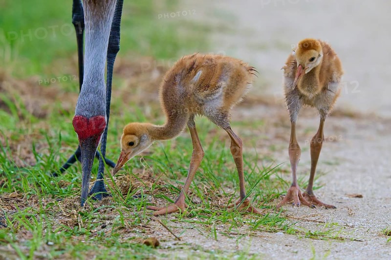 Two chicks pecking grass under an adult crane, Canada cranes or Florida cranes (Grus canadensis pratensis), spring, Orlando Wetlands, Christmas, Florida, USA