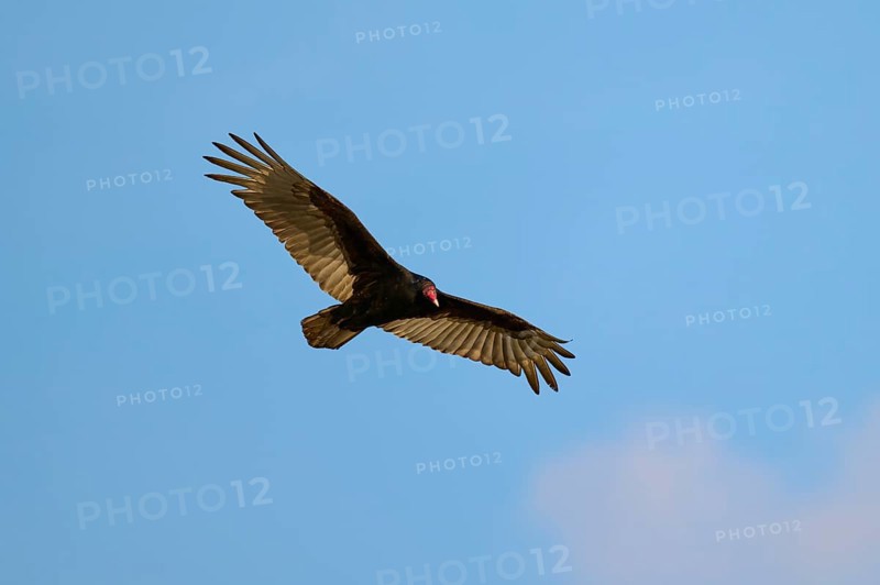A vulture flies with spread wings in the blue sky, Turkey Vulture (Cathartes aura), Spring, Orlando Wetlands, Christmas, Florida, USA