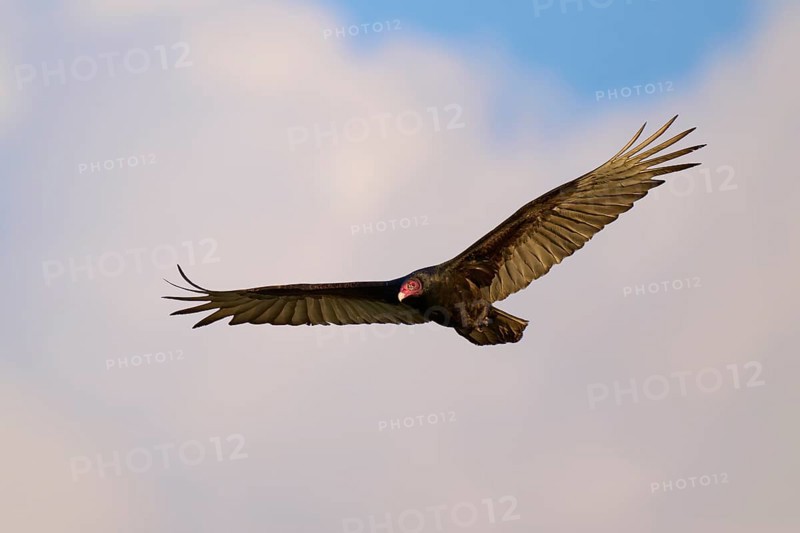 A vulture with outspread wings flies against a cloudy sky, Turkey Vulture (Cathartes aura), Spring, Orlando Wetlands, Christmas, Florida, USA