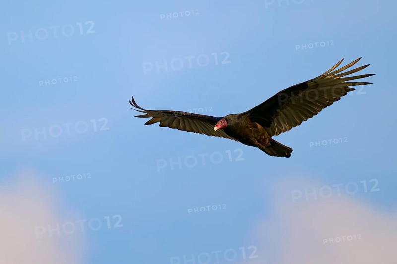 A vulture flies with spread wings in the clear blue sky, turkey vulture (Cathartes aura), spring, Orlando Wetlands, Christmas, Florida, USA