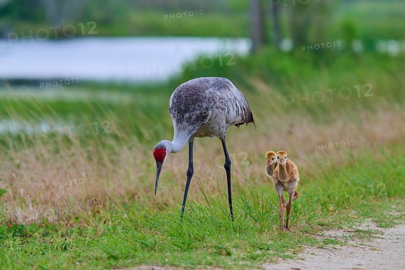 A crane and two chicks walking along a gravel path near a lake, Canada cranes or Florida cranes (Grus canadensis pratensis), spring, Orlando Wetlands, Christmas, Florida, USA