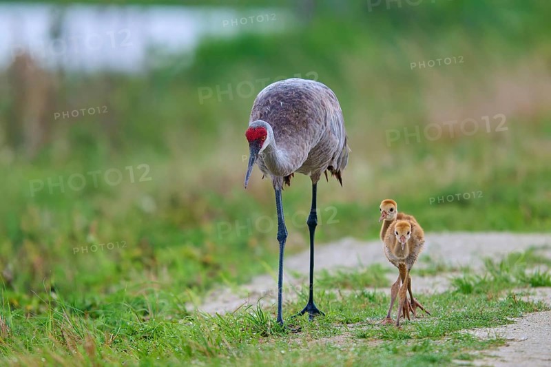 A crane leads its chick along a nature trail, Canada cranes or Florida cranes (Grus canadensis pratensis), spring, Orlando Wetlands, Christmas, Florida, USA