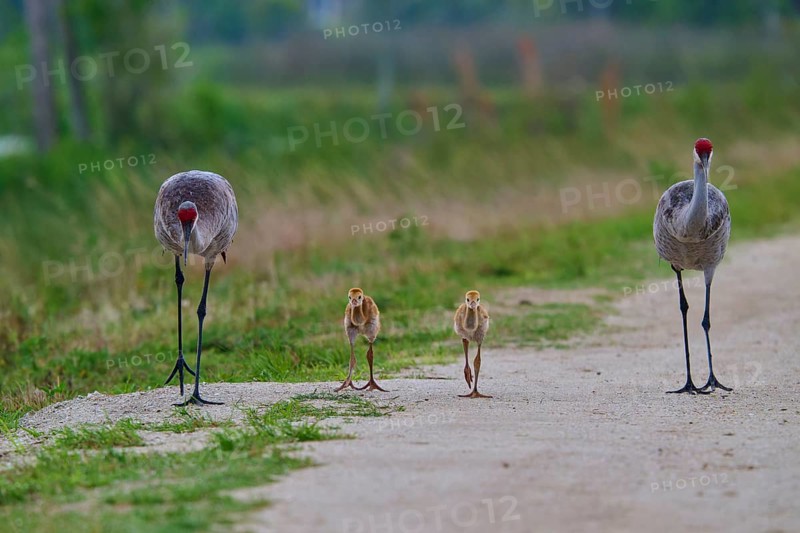 Family of cranes walking close together on a path, Canada cranes or Florida cranes (Grus canadensis pratensis), spring, Orlando Wetlands, Christmas, Florida, USA