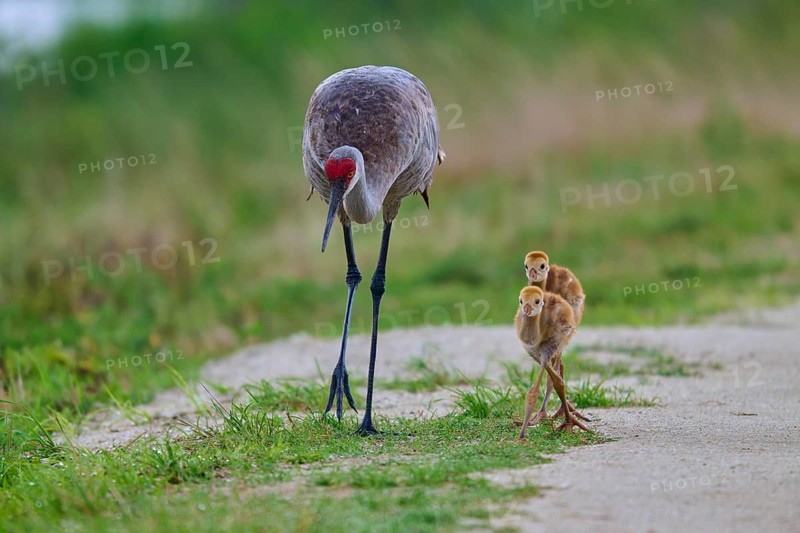 A crane and its chicks walking along a rural path, Canada cranes or Florida cranes (Grus canadensis pratensis), spring, Orlando Wetlands, Christmas, Florida, USA