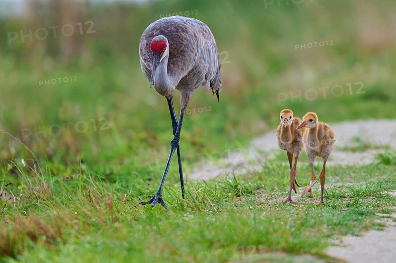 Crane and two chicks walking in a meadow, Canada cranes or Florida cranes (Grus canadensis pratensis), spring, Orlando Wetlands, Christmas, Florida, USA