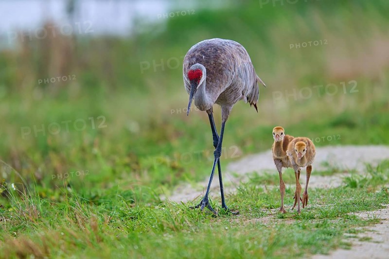 A crane with two chicks in a green landscape, Canada cranes or Florida cranes (Grus canadensis pratensis), spring, Orlando Wetlands, Christmas, Florida, USA