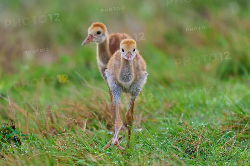 Two chicks running over dewy grass, Canada cranes or Florida cranes (Grus canadensis pratensis), spring, Orlando Wetlands, Christmas, Florida, USA