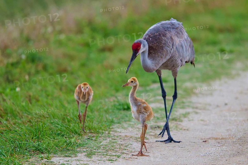 Crane leading chicks on a rural path, Canada cranes or Florida cranes (Grus canadensis pratensis), spring, Orlando Wetlands, Christmas, Florida, USA
