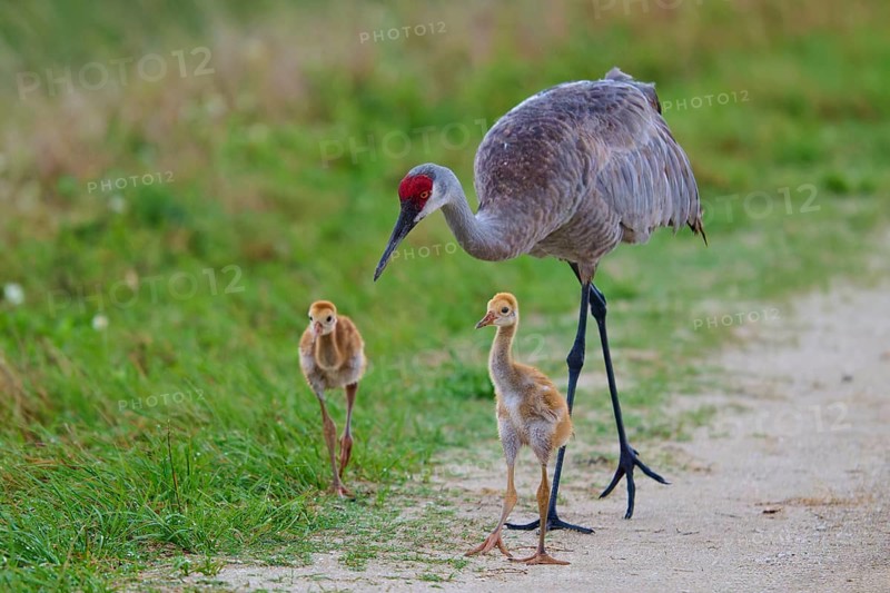 Crane parents and chicks walking on a nature trail, Canada cranes or Florida cranes (Grus canadensis pratensis), spring, Orlando Wetlands, Christmas, Florida, USA