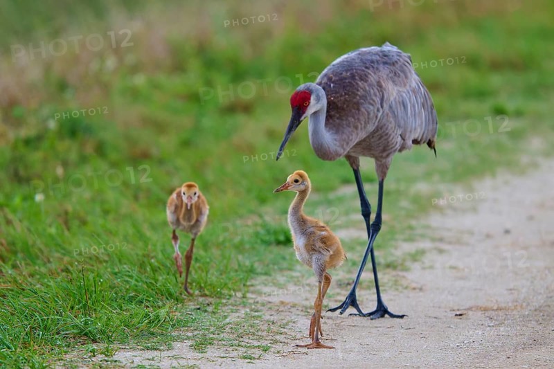 Crane with two chicks walking on a natural path, Canada cranes or Florida cranes (Grus canadensis pratensis), spring, Orlando Wetlands, Christmas, Florida, USA
