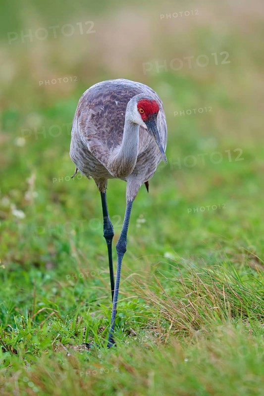 A crane stands in the green grass, focussed on its surroundings, Canada cranes or Florida cranes (Grus canadensis pratensis), spring, Orlando Wetlands, Christmas, Florida, USA