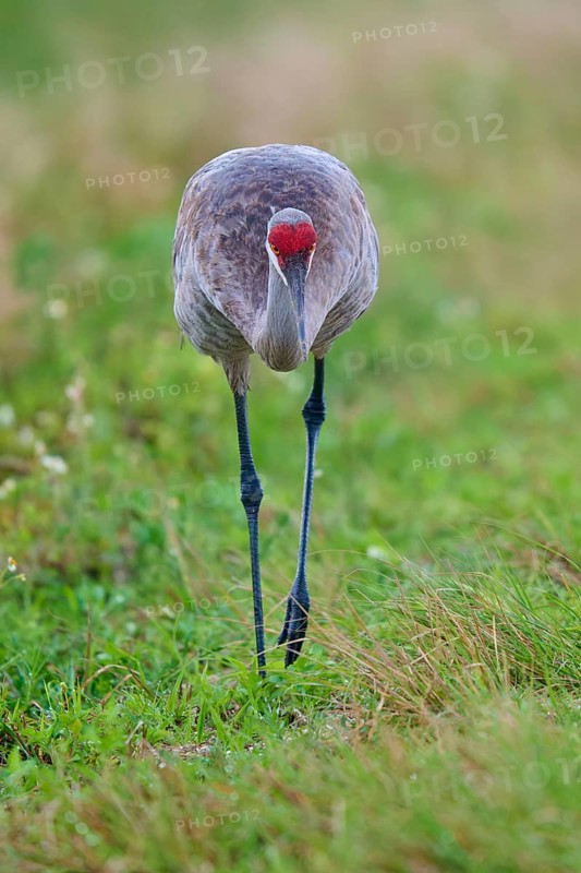 A crane in the grass with reverent posture and red head, Canada cranes or Florida cranes (Grus canadensis pratensis), spring, Orlando Wetlands, Christmas, Florida, USA