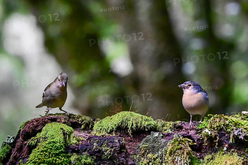 Madeira Chaffinch (Fringilla coelebs maderensis), sitting on a branch, Madeira, Portugal
