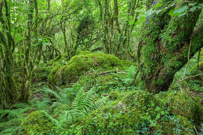 Mossy forest and ferns at St Colman's Chapel and Sacred Spring, Burren, Keelhilla, Carran, County Clare, Ireland
