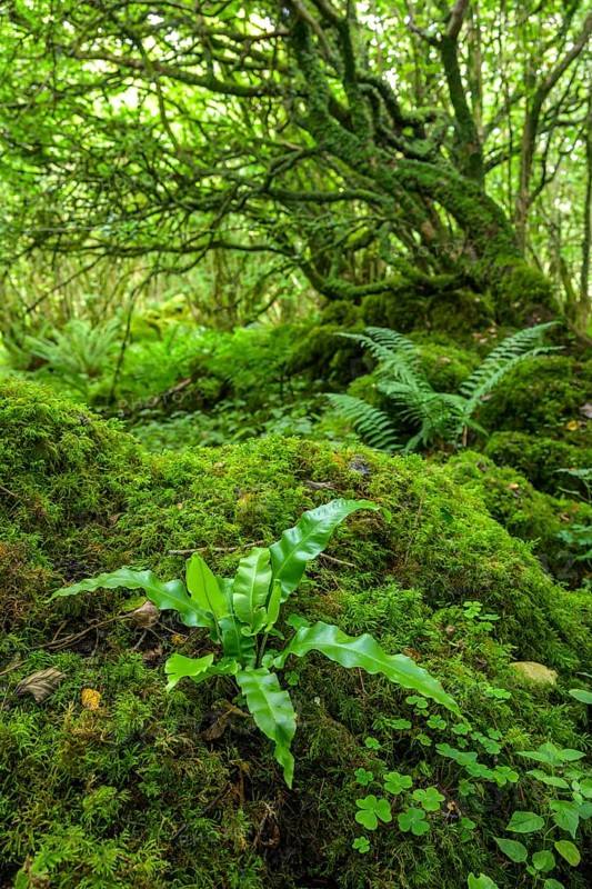Mossy forest and ferns at St Colman's Chapel and Sacred Spring, Burren, Keelhilla, Carran, County Clare, Ireland