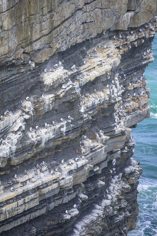 Petrels nest at the Dun Briste Sea Stack at Downpatrick Head, Lackan, County Mayo, Ireland