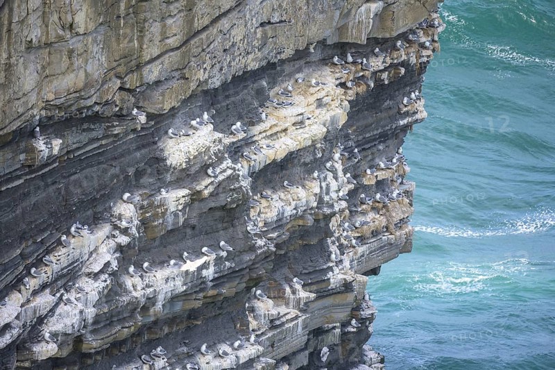Petrels nest at the Dun Briste Sea Stack at Downpatrick Head, Lackan, County Mayo, Ireland