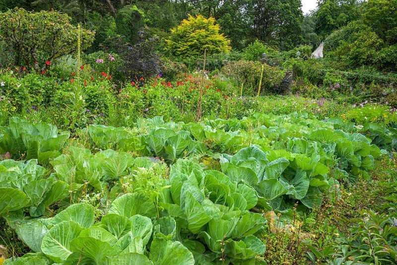 Growing vegetables in Castle Garden, Glenveagh National Park, Cross Roads, County Donegal, Ireland