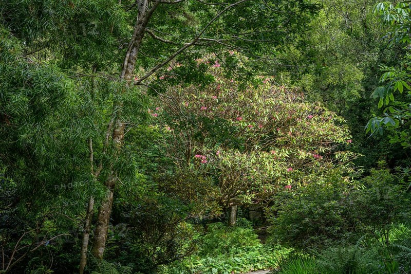 Blooming rhododendron in parkland near castle, Glenveagh National Park, Cross Roads, County Donegal, Ireland