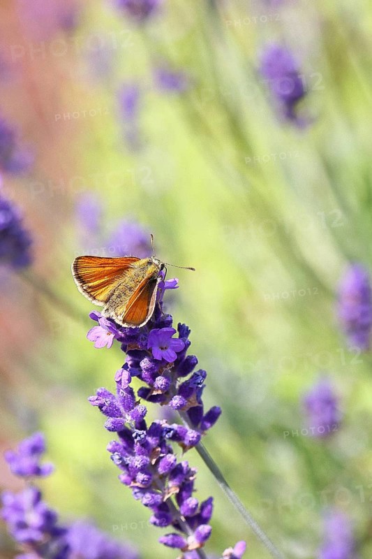 Large skipper (Ochlodes venatus), collecting nectar from a flower of Common lavender (Lavandula angustifolia), close-up, macro photograph, Wilnsdorf, North Rhine-Westphalia, Germany