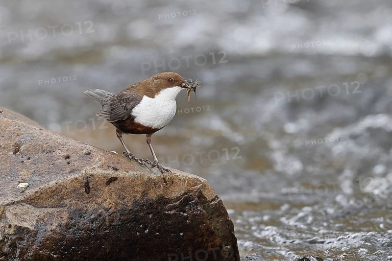 White-throated White-throated Dipper (Cinclus cinclus) standing with prey on a stone in the middle of a stream, the only native songbird that can also dive, wildlife, native nature, Wilnsdorf, North Rhine-Westphalia, Germany