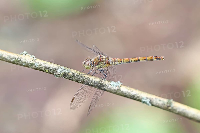 Common Darter (Sympetrum striolatum), female on a branch, close-up, Wilnsdorf, North Rhine-Westphalia, Germany