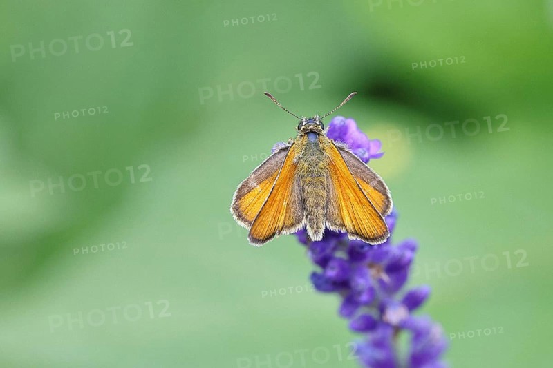 Large skipper (Ochlodes venatus), collecting nectar from a flower of Common lavender (Lavandula angustifolia), close-up, macro photograph, Wilnsdorf, North Rhine-Westphalia, Germany