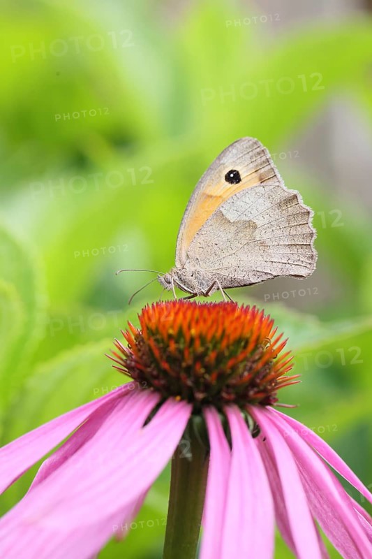 Meadow Brown (Maniola jurtina), collecting nectar from a flower of the purple coneflower (Echinacea purpurea), beautiful bokeh in the background, wildlife, insects, butterflies, butterfly, close-up, macro shot, Wilnsdorf, North Rhine-Westphalia, Germany