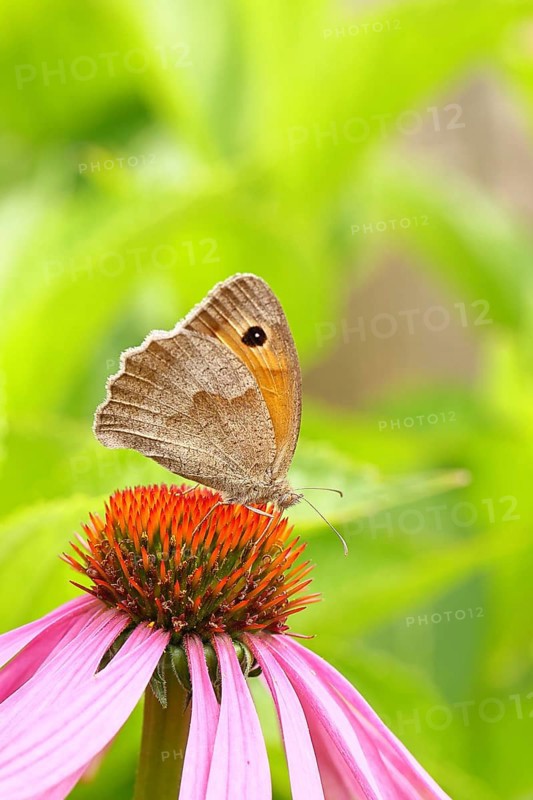 Meadow Brown (Maniola jurtina), collecting nectar from a flower of the purple coneflower (Echinacea purpurea), beautiful bokeh in the background, wildlife, insects, butterflies, butterfly, close-up, macro shot, Wilnsdorf, North Rhine-Westphalia, Germany