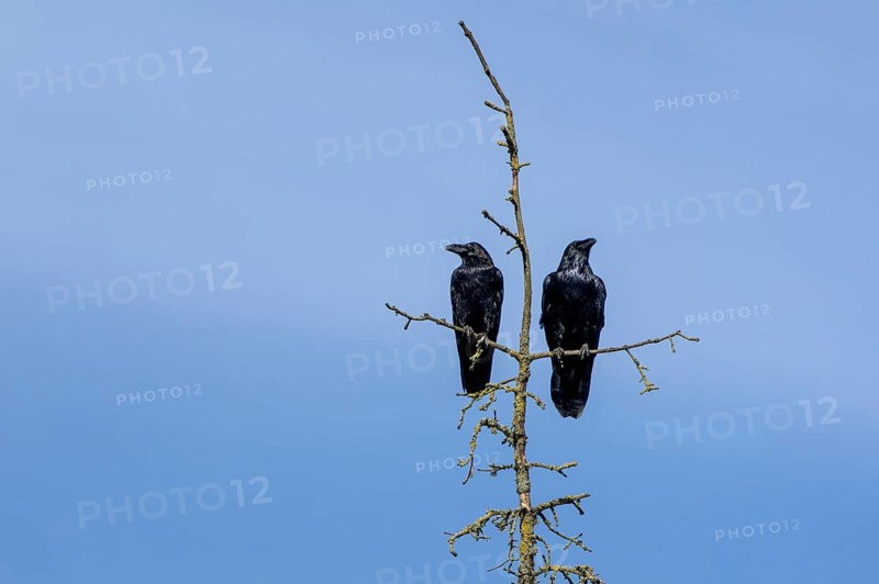 A pair of common ravens (Corvus corax) sitting in the crown of a dead spruce tree, tree top, pair, cropped, Denmark