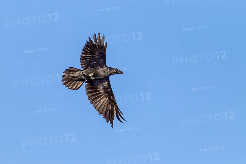 Raven (Corvus corax) in flight, flight photo, Germany
