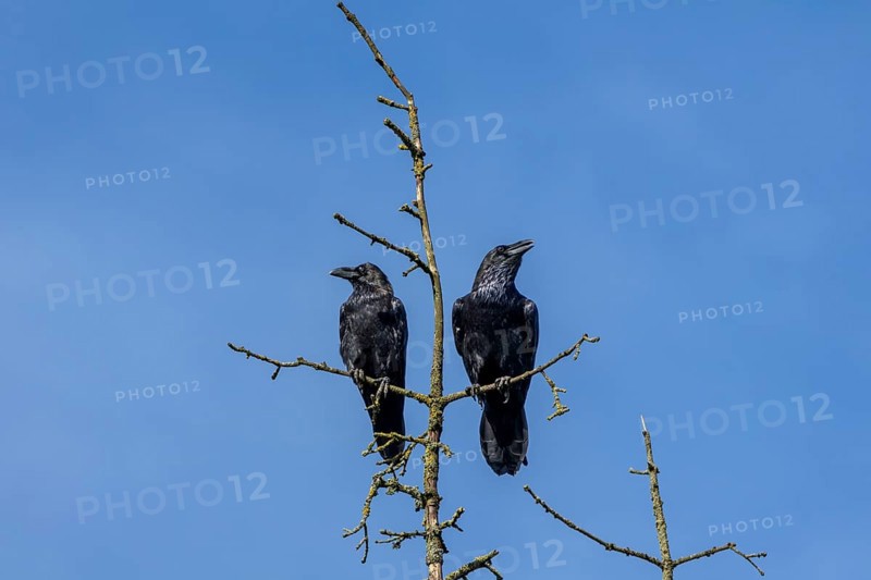 While one raven (Corvus corax) seems to have a lot to tell, the other just seems to be enjoying the late summer sun, tree top, pair, cropped, Denmark