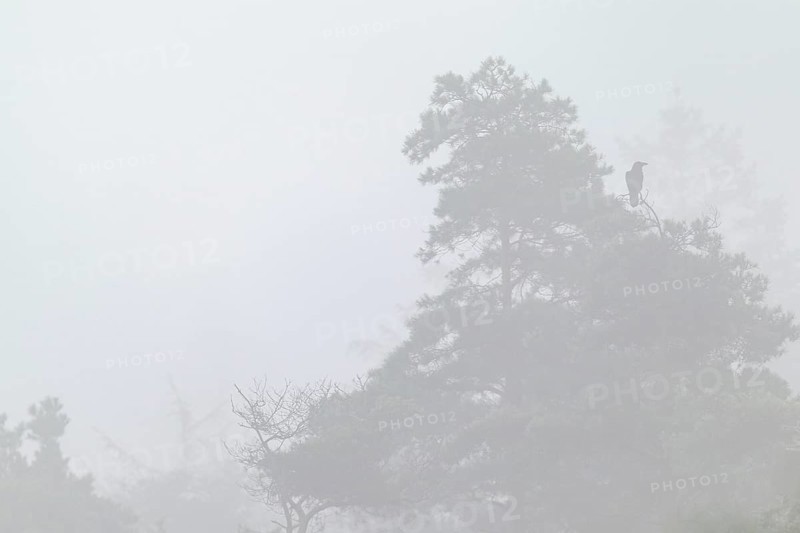 The deep calls of the common raven (Corvus corax) in the mist lend the scenery something mystical this morning, foggy landscape, pine trees, Denmark