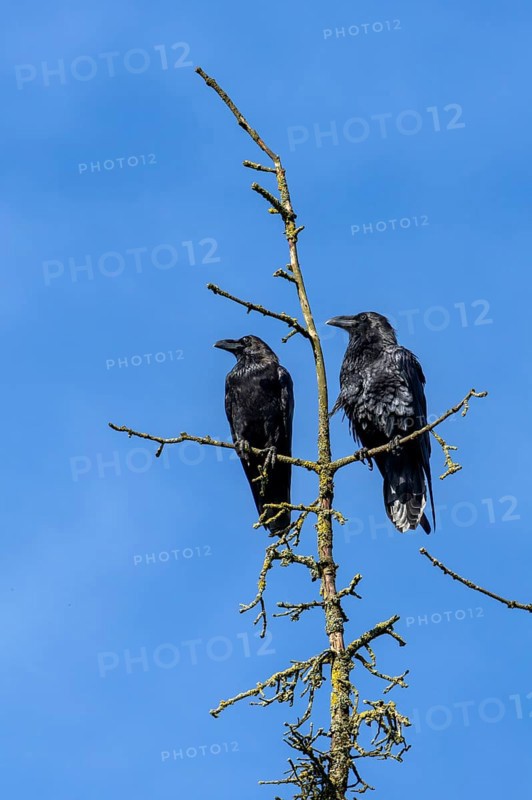 The pair of common ravens (Corvus corax) do not flee when I stop the car, perhaps they are two of this year's fledglings, treetop, pair, exposed, Denmark
