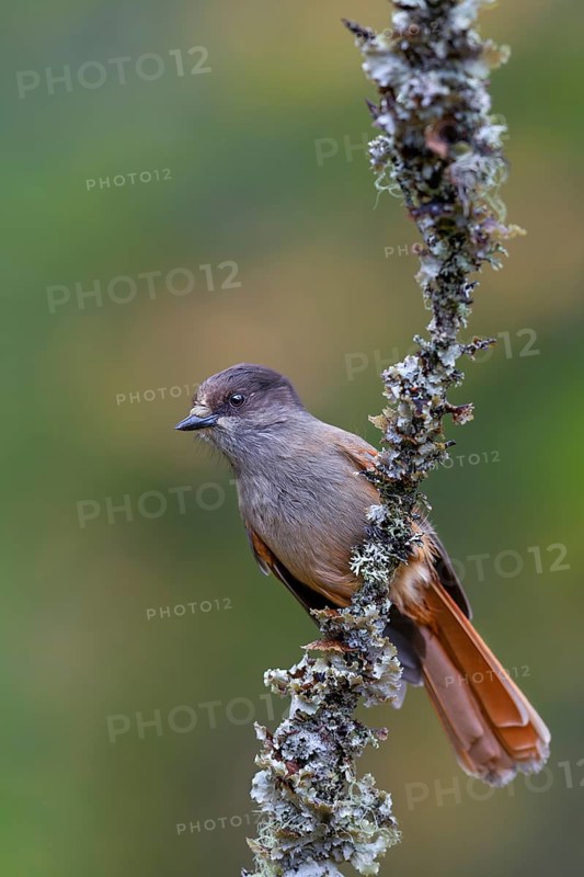 Bad luck jay (Perisoreus infaustus) on a branch with lichens, autumn, autumn colours, Sweden