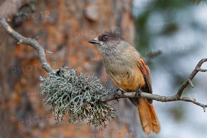 The breeding season of the Eurasian jay (Perisoreus infaustus) begins in February for populations living further south, while animals living further north start breeding in April at the latest
