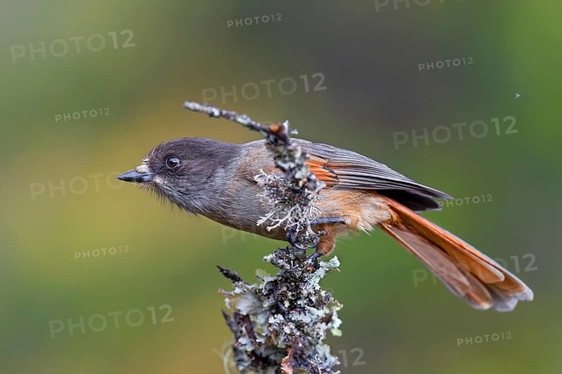 Lesser spotted jay (Perisoreus infaustus) in the Swedish Fulufjället National Park, autumn, autumn colours, lichens, Sweden