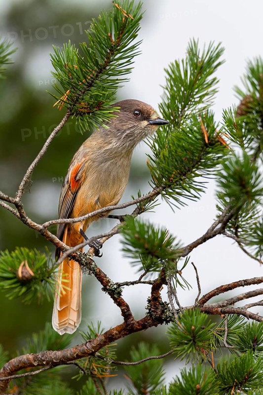 Bad-luck jay (Perisoreus infaustus) in a pine tree, Sweden