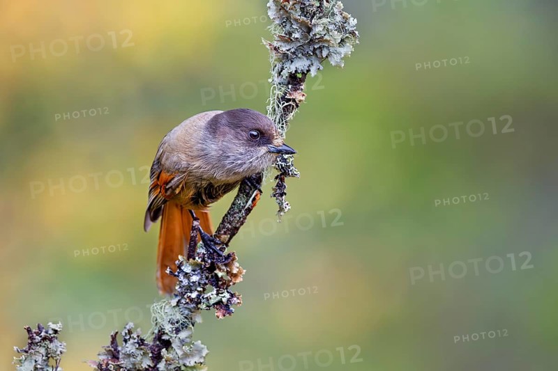 Bad luck jay (Perisoreus infaustus) on a branch with lichen, Sweden