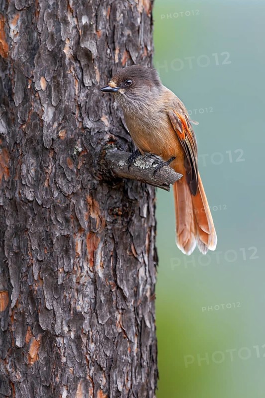 Bad-luck jay (Perisoreus infaustus) on the branch of a pine tree, Sweden