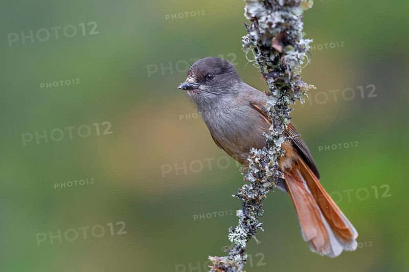 The home of the unlucky jay (Perisoreus infaustus) is the large coniferous forests of the northern hemisphere, autumn, autumn colours, lichens, Sweden