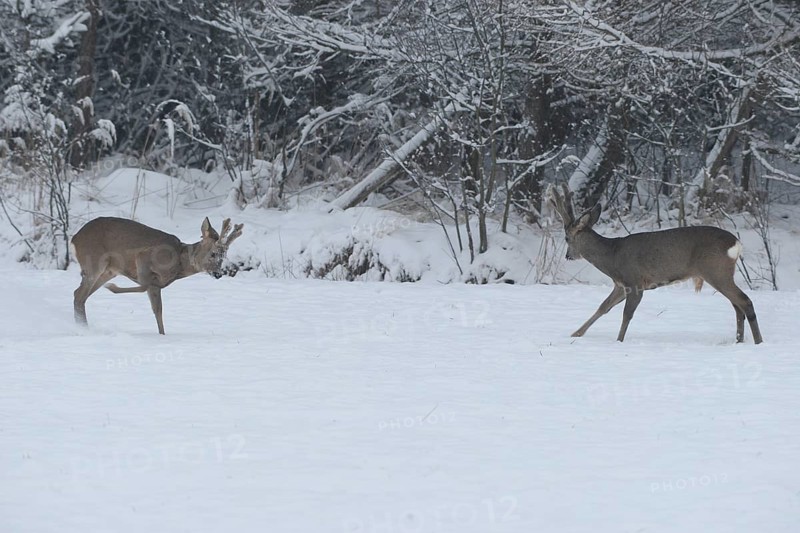Roe deer (Capreolus capreolus) Bucks in velvet antlers sit with their forelegs in the snow on the meadow, imposing behaviour, Allgäu, Bavaria, Germany, Allgäu, Bavaria, Germany