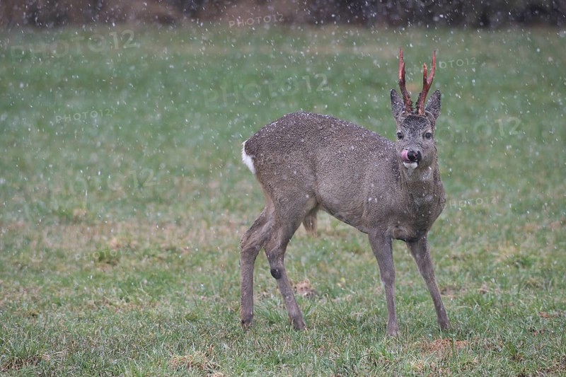 Roe deer (Capreolus capreolus) buck with freshly swept, still red antlers in the meadow during snowfall, Allgäu, Bavaria, Germany, Allgäu, Bavaria, Germany