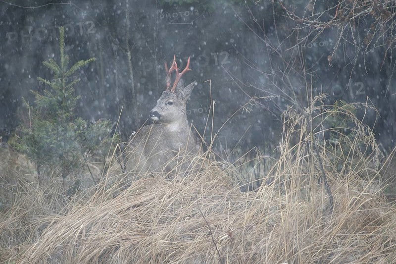 Roe deer (Capreolus capreolus) buck with freshly swept, still red antlers, secured in snowfall at the edge of the forest, Allgäu, Bavaria, Germany, Allgäu, Bavaria, Germany