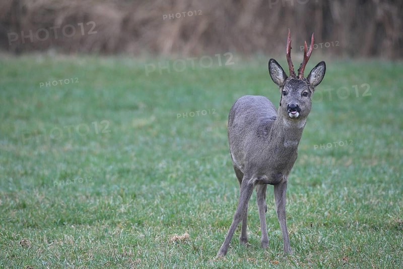 Roe deer (Capreolus capreolus) buck with freshly swept, still red antlers and bast remains secured on the meadow, Allgäu, Bavaria, Germany, Allgäu, Bavaria, Germany