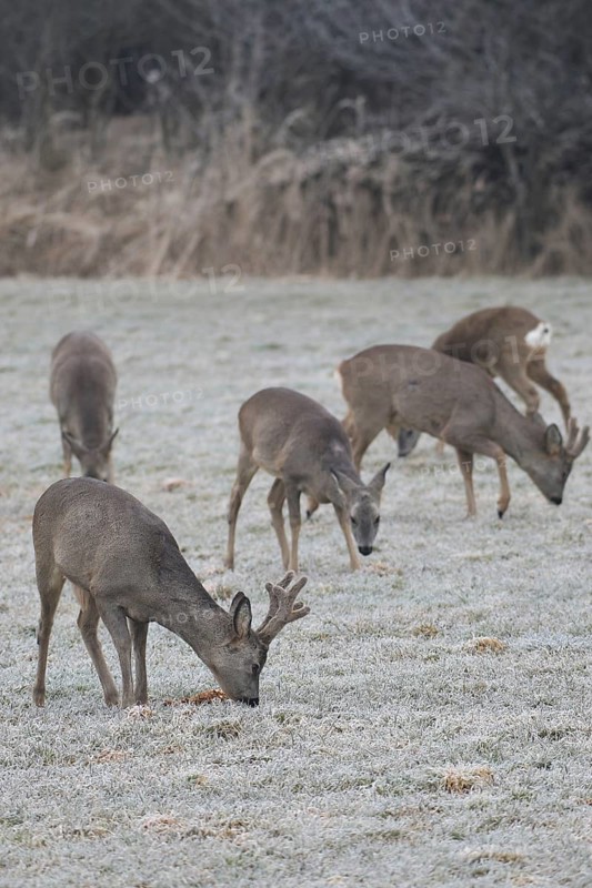 Roe deer (Capreolus capreolus) Roebucks with velvet antlers and females foraging in the hoarfrost meadow, Allgäu, Bavaria, Germany, Allgäu, Bavaria, Germany