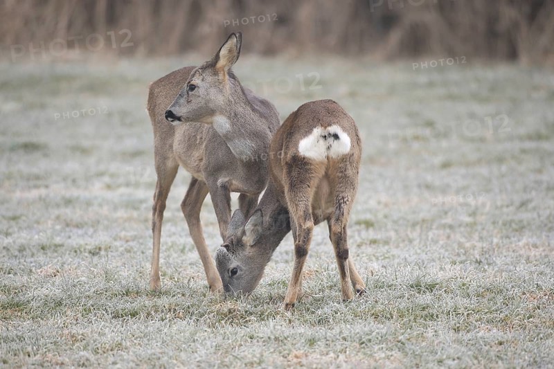 Roe deer (Capreolus capreolus) doe (left) with buck fawn at the feeding station on the hoarfrost meadow, Allgäu, Bavaria, Germany, Allgäu, Bavaria, Germany