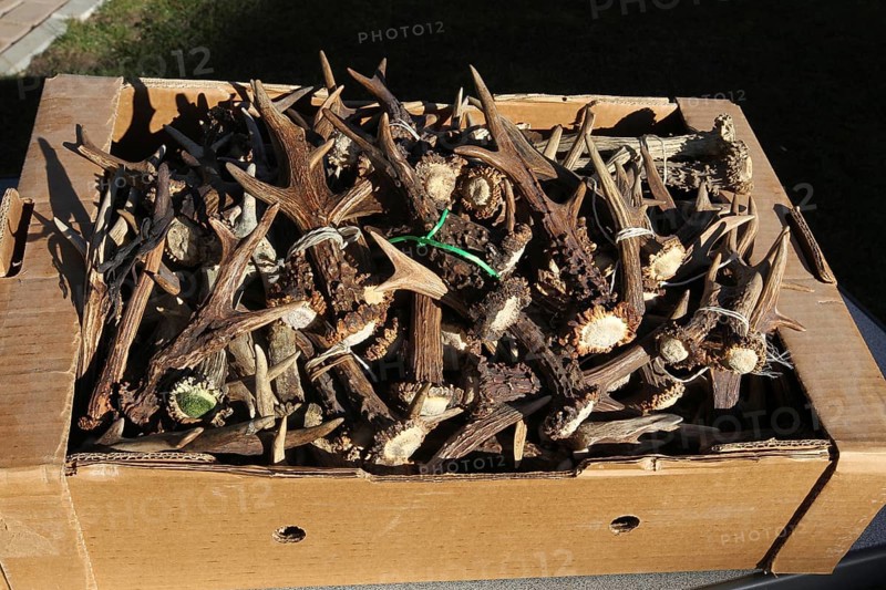 Roe deer (Capreolus capreolus) shed antlers of roebucks as a collection in a box, Allgäu, Bavaria, Germany, Allgäu, Bavaria, Germany